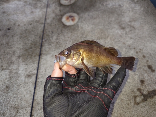 メバルの釣果