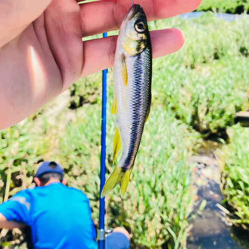 オイカワの釣果