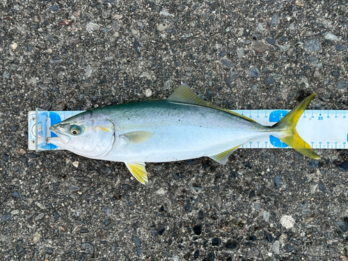 ワカシの釣果