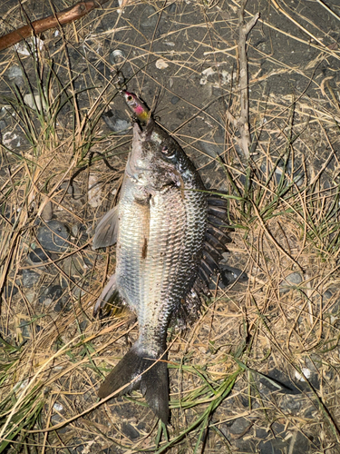 キビレの釣果