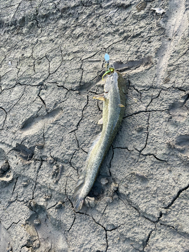 ナマズの釣果