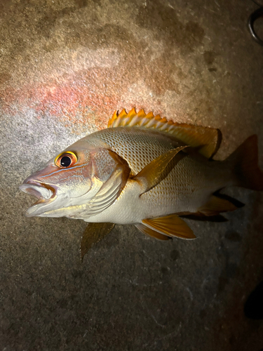 シブダイの釣果