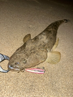 マゴチの釣果