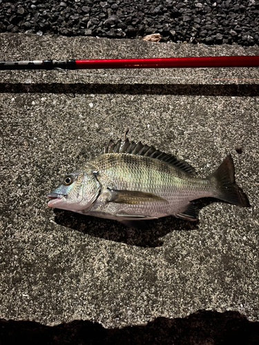 クロダイの釣果