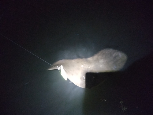 ツバクロエイの釣果