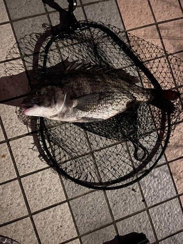 クロダイの釣果