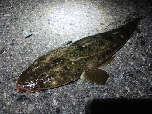 マゴチの釣果