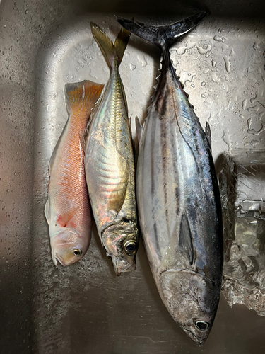 カツオの釣果