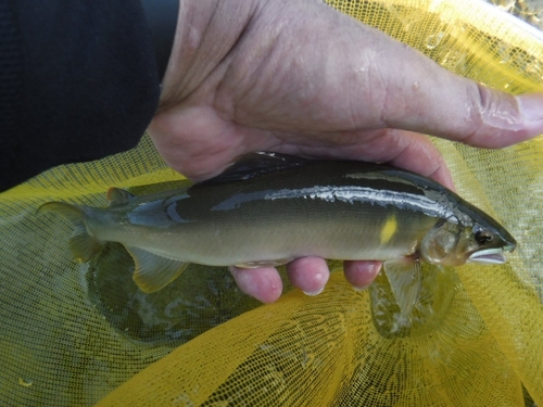 アユの釣果