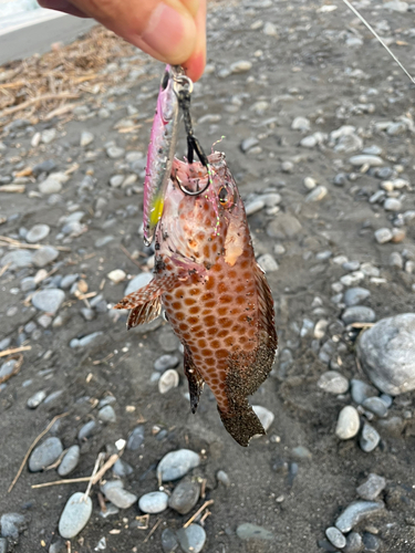 オオモンハタの釣果