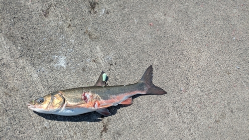 ウグイの釣果