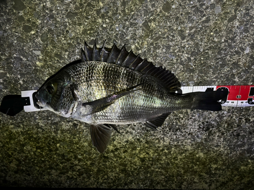 クロダイの釣果