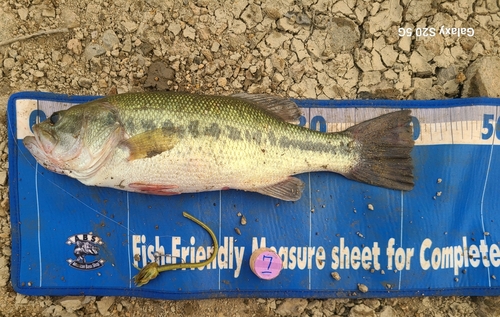 ブラックバスの釣果