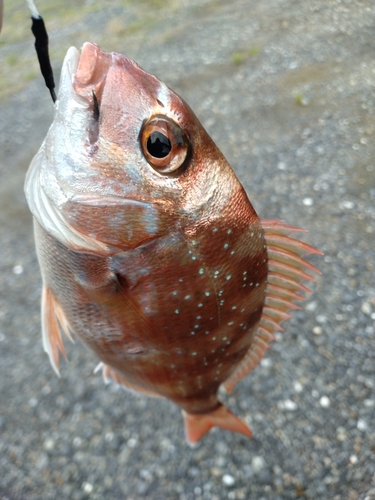 チャリコの釣果