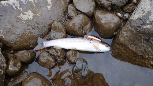 エゾイワナの釣果