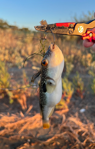 アナゴの釣果