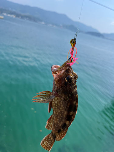 アラカブの釣果