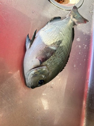 クチブトグレの釣果