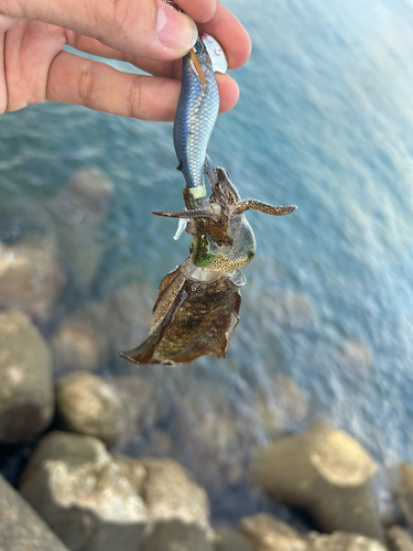 アオリイカの釣果