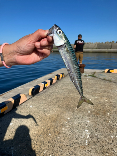 サバの釣果