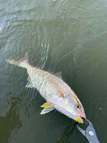 ネリゴの釣果