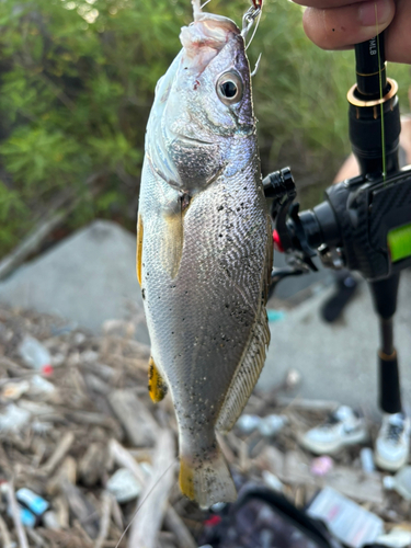 セイゴ（ヒラスズキ）の釣果