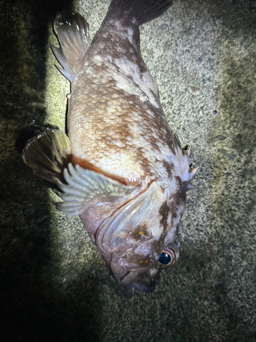 クロソイの釣果