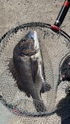 クロダイの釣果