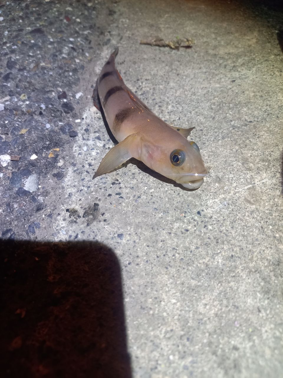 リュウグウハゼ
