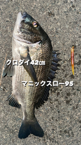 クロダイの釣果