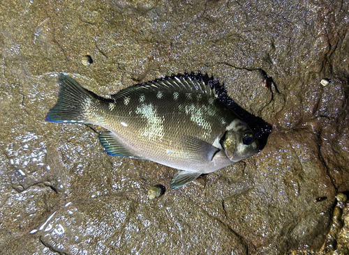 グレの釣果