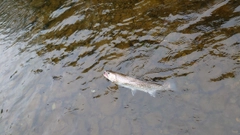 エゾイワナの釣果