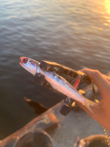 カタクチイワシの釣果