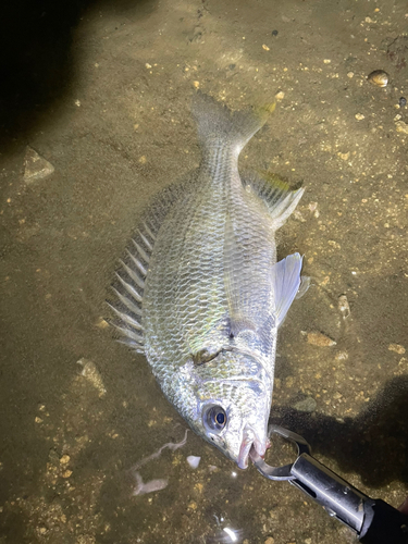 キビレの釣果