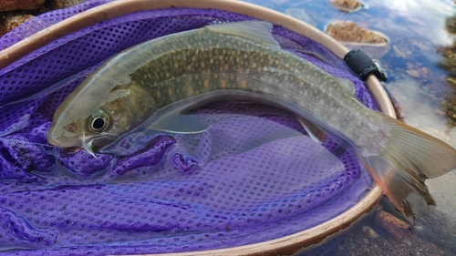 イワナの釣果