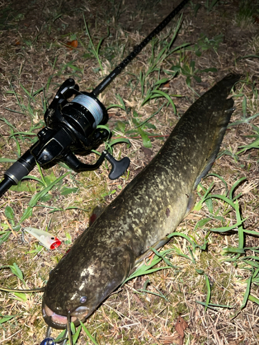 マナマズの釣果