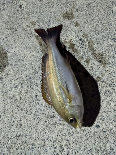 釣果