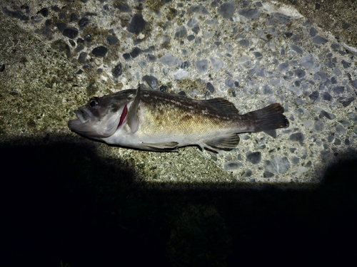 クロソイの釣果