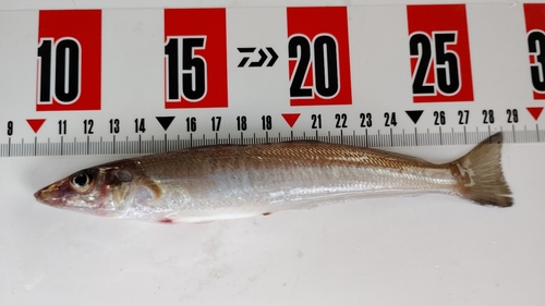 シロギスの釣果