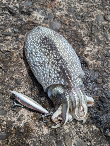 シリヤケイカの釣果