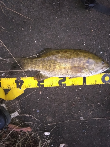 スモールマウスバスの釣果