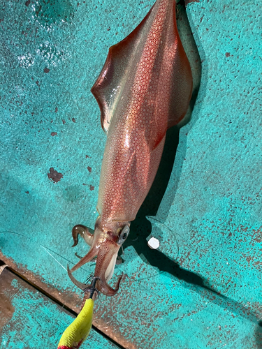 ケンサキイカの釣果