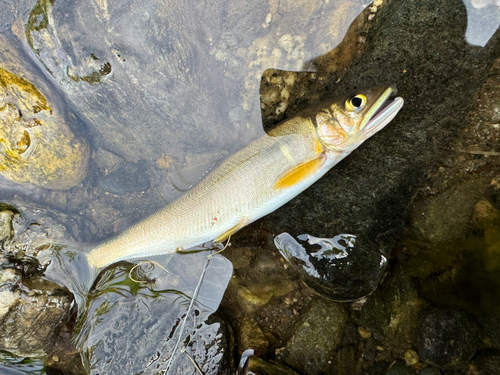 アユの釣果