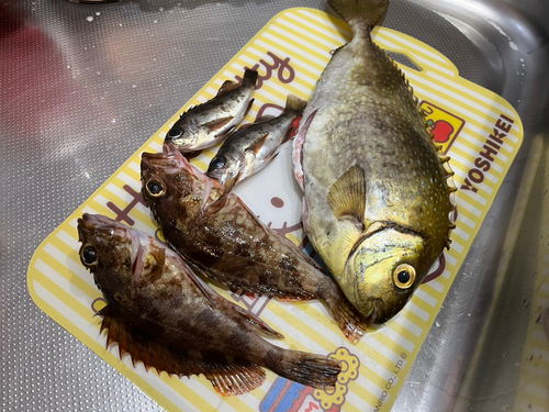 アイゴの釣果