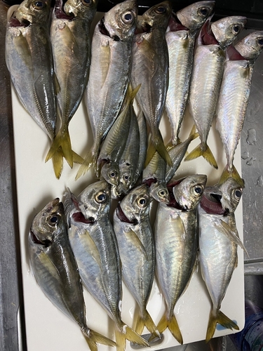 アジの釣果