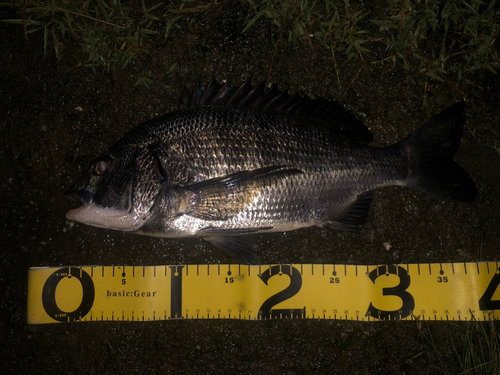 クロダイの釣果