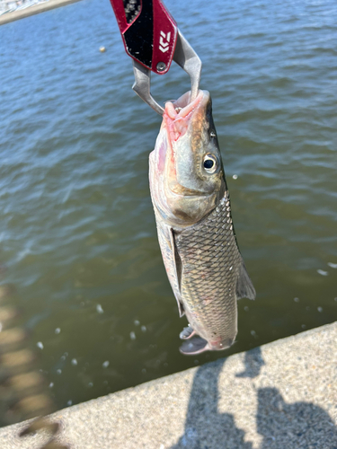 ニゴイの釣果