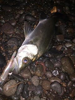 セイゴ（ヒラスズキ）の釣果