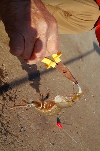 シャコの釣果