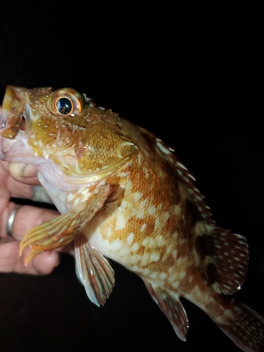 ガシラの釣果